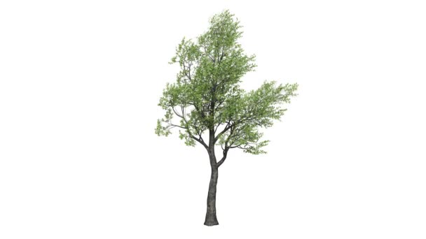 Looping 3D realistic tree isolated on white — Stock Video