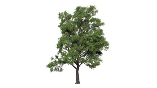 Looping 3D realistic tree isolated on white — Stock Video