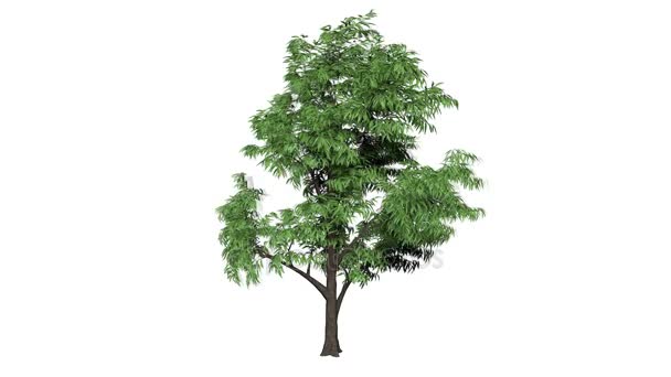 Zapętlanie 3d realistyczne drzewo na białym tle — Wideo stockowe