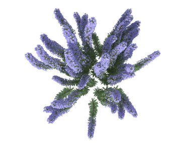 Üstten Görünüm üzerinde beyaz izole bir çiçek bush 3D render