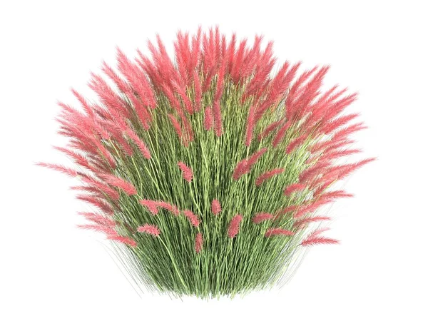 3d rendering of a realistic flower bush from front  view isolate — Stock Photo, Image