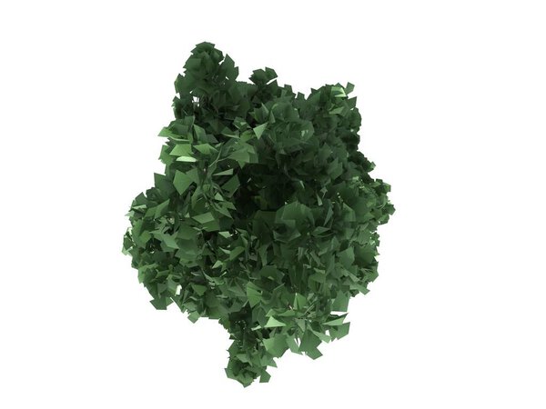 3d rendering of a realistic green tree top view isolated on whit