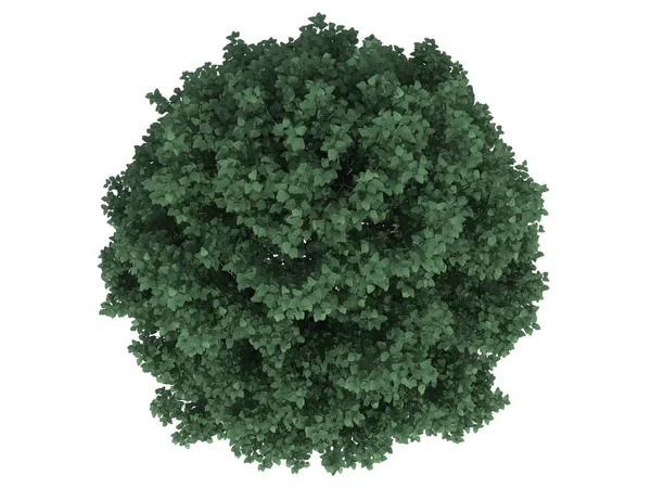 3D render whit üzerinde izole bir gerçekçi yeşil ağaç Üstten Görünüm — Stok fotoğraf