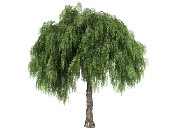 Rendering 3D di un albero verde realistico isolato su bianco — Foto Stock