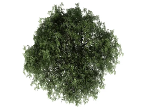 Rendering 3d di una realistica vista dall'alto albero verde isolato su whit — Foto Stock