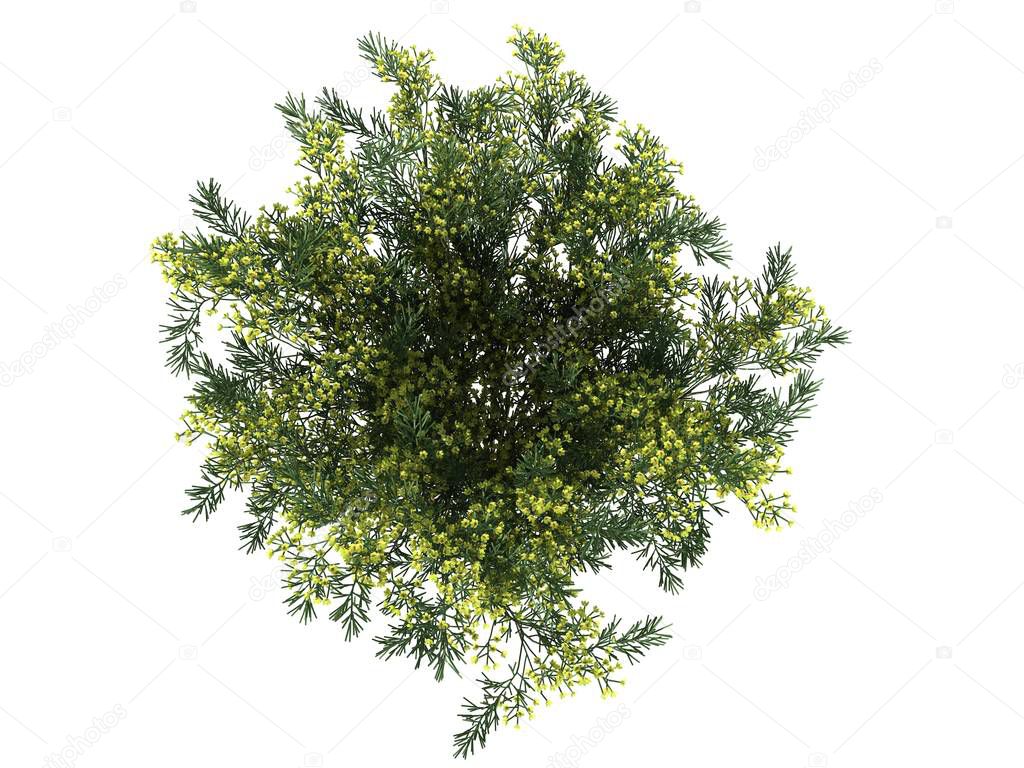 3d rendering of a flower bush from top view isolated on white
