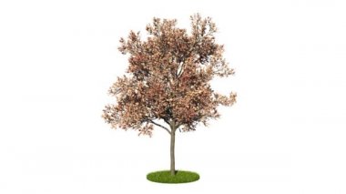 bir döngü gerçekçi yeşil ağaç 3D render