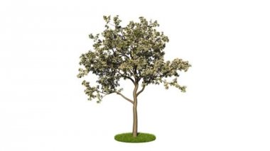 bir döngü gerçekçi yeşil ağaç 3D render