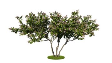 bir döngü gerçekçi yeşil ağaç 3D render