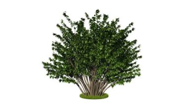 bir döngü gerçekçi yeşil ağaç 3D render