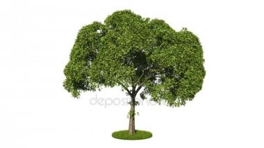 bir döngü gerçekçi yeşil ağaç 3D render