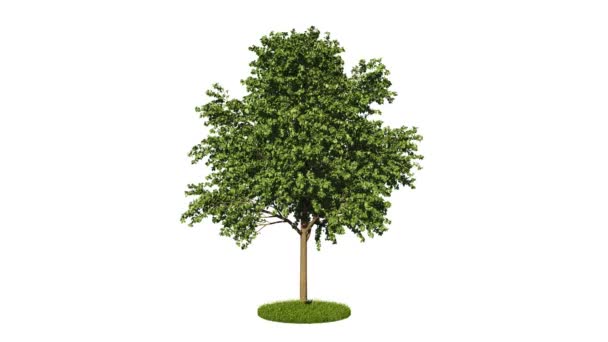 3d rendu d'un arbre vert réaliste en boucle 
