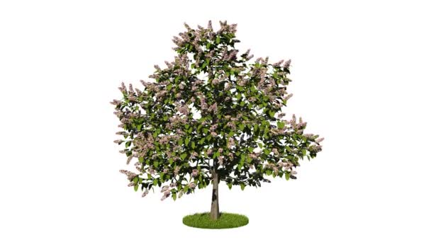 3d rendu d'un arbre vert réaliste en boucle 