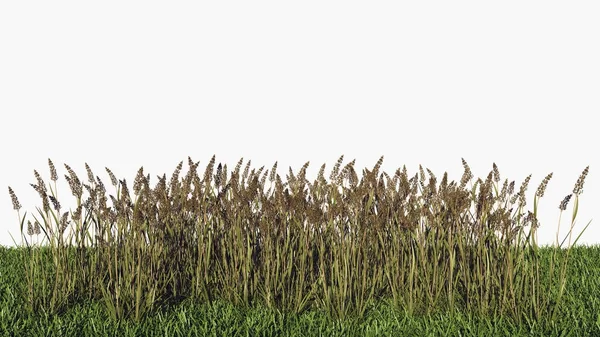 3d rendering of a horizontal seamless bushes — Stock Photo, Image