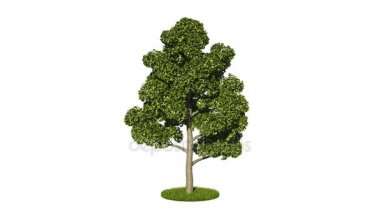 bir döngü gerçekçi yeşil ağaç 3D render