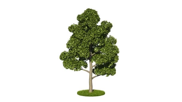 Renderização Loop Árvore Verde Realista — Vídeo de Stock