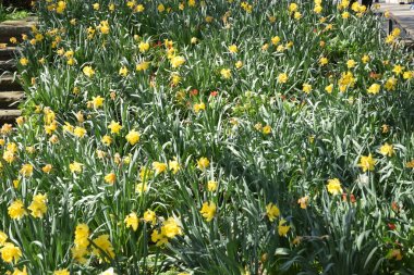 güneşli bir günde yeşil su ve güzel doğa ile hamburg
