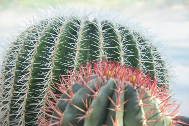 güneşli bir günde yeşil su ve güzel doğa ile hamburg