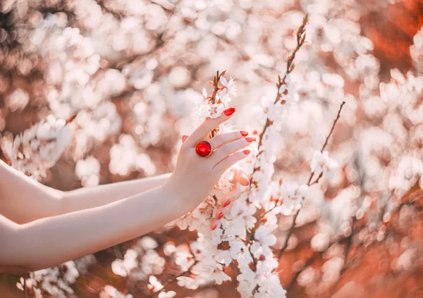 Spring woman hand touches spring flowering blossom tree. red manicure gel polish, golden ring of precious ruby. Autumn abstract bokeh nature background. White branches flowers. shooting without a face — Stock Photo, Image