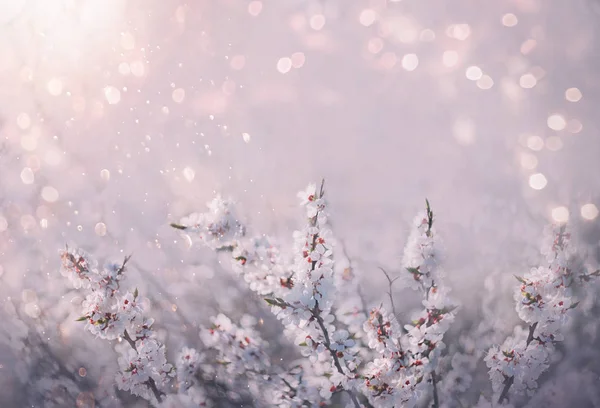 Tavaszi virág háttér. Bokeh kert természet jelenet virágzó fa művészet pasztell napkitörés. Napfényes ágak fehér virágok. Gyönyörű gyümölcsös. Absztrakt homályos háttér. Tavaszi banner szabad hely szöveg — Stock Fotó