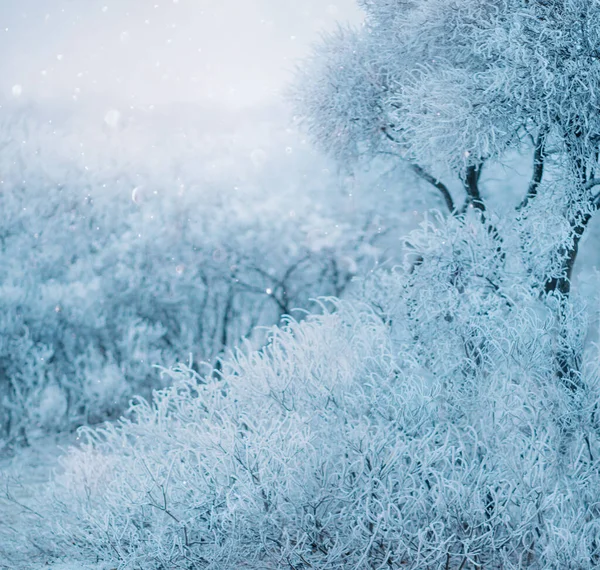 Volné místo pro textový plakát umění tapety. Okouzlený mystický pohádkový kouzelný fantastický les. Stromy, tráva pokrytá chraplavým sněhovým ledem za mrazivého dne. Backdrop rozmazané divoké zimy bílá příroda. — Stock fotografie