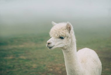 Alplerdeki İtalyan otlaklarında beyaz alpakalar güzel yeşil çimlerin tadını çıkarırlar. Fotoğrafçıya poz veren mutlu egzotik hayvanlar. Arkaplan sisine, kayalık toprağa karşı gizemli alpaka görüntüsü.