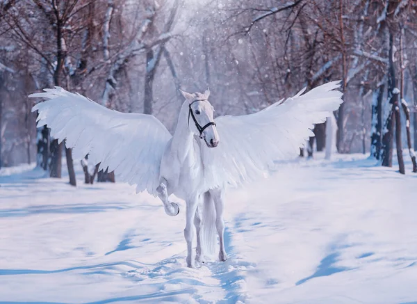 Fantasie goddelijke zonlicht fabelachtige mythische Pegasus. Witte mooie creatieve vogelvleugels. dier staat op de achtergrond winter besneeuwd bos. Sprookje kerstmis. Fotografie behang. Kunstkostuum paard — Stockfoto