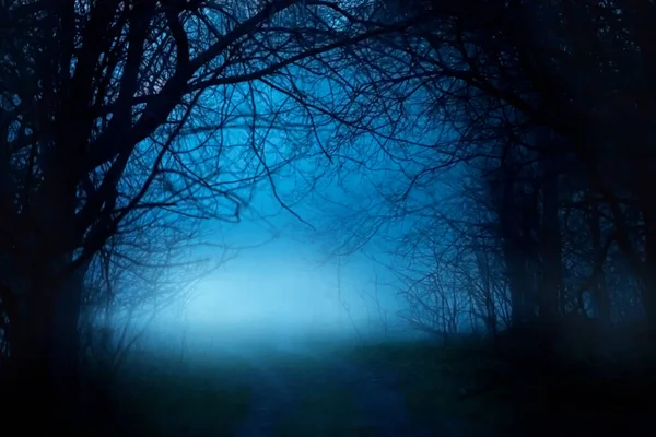 Silhueta de fantasia misteriosa noite ramo escuro natureza. Preto místico assustador bare troncos árvores de outono nevoeiro. Estrada mística muito neblina luar azul. Magia gothic horror assustador floresta. Fumo de fundo — Fotografia de Stock