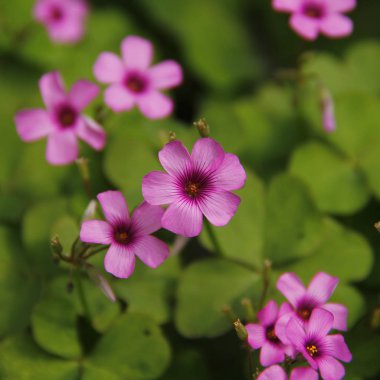 Çiçeğe yakın çekim. 