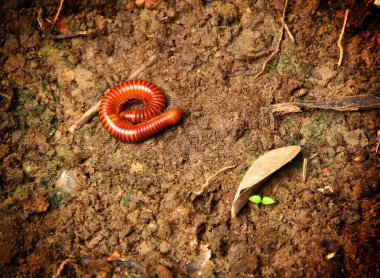 Topraklarında küçük kırkayak