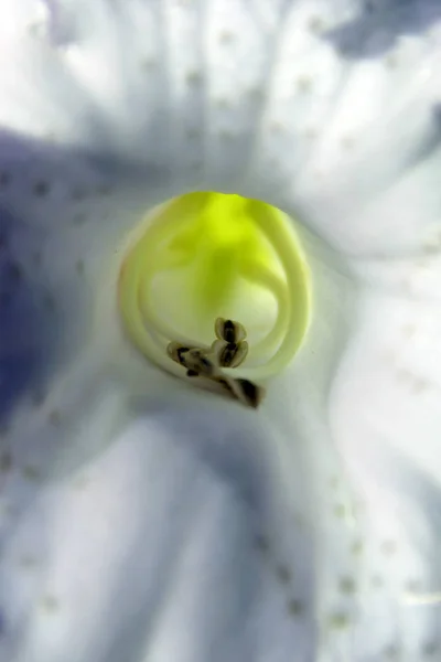 꽃봉오리. — 스톡 사진