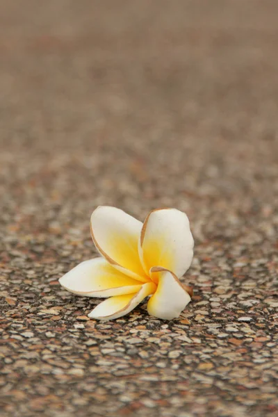 Closeup of Flower. — Stock Photo, Image