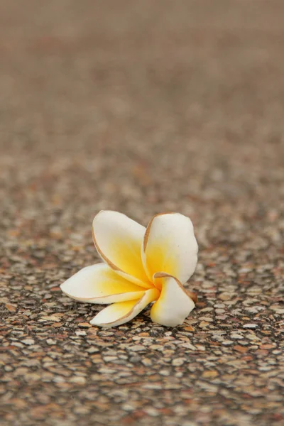 Închiderea florii . — Fotografie, imagine de stoc