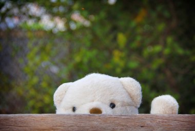 Sevimli ayıcık gizleme ahşap Kurulu tarafından.