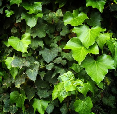 Yeşil duvar baharda yapraklar.,