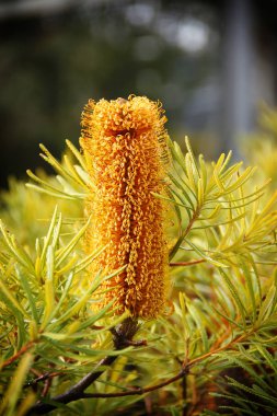 Renkli çiçek bahar 