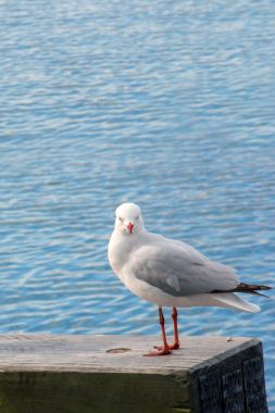 Sahilde deniz martı