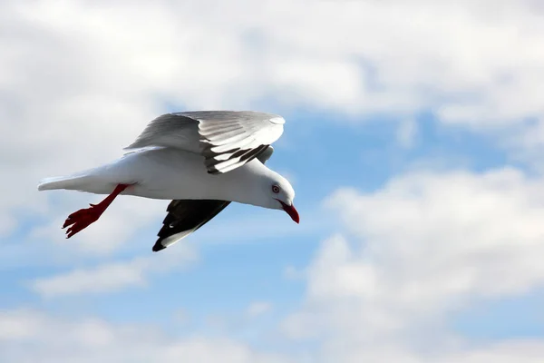 นกนางนวลทะเลบินบนชายหาด — ภาพถ่ายสต็อก