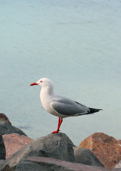 Gaivota do mar na praia — Fotografia de Stock