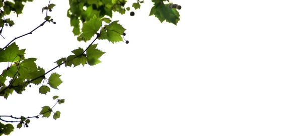 Taze akçaağaç şube 