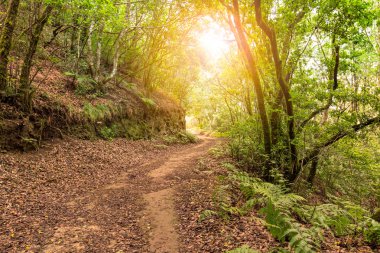 İspanya tropikal Orman yolundaki