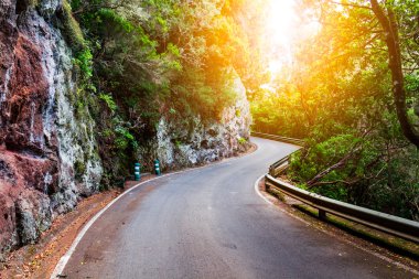 İspanya tropikal Orman yolundaki