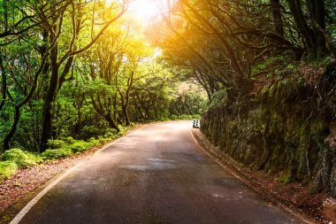 İspanya tropikal Orman yolundaki