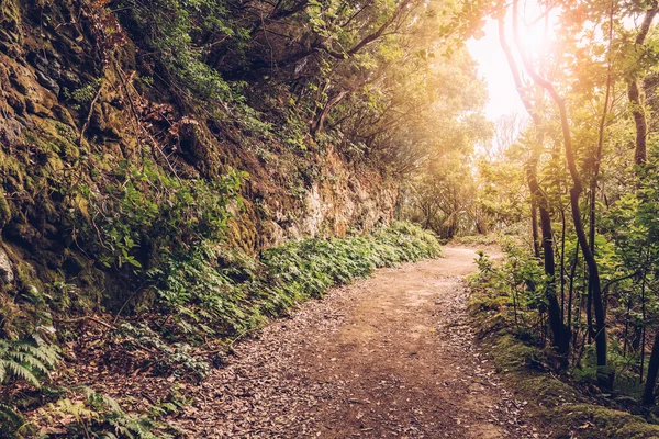 Caminho na floresta tropical em Espanha — Fotografia de Stock