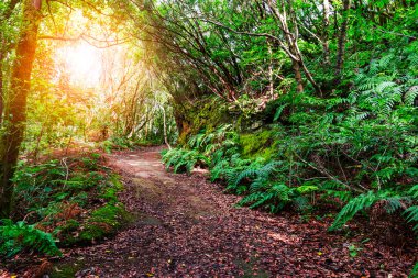 İspanya tropikal Orman yolundaki