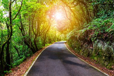 ormanda yürüyüş yolu