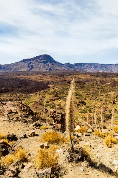 Pico del Teide mountain volcano — Stock Photo, Image