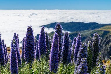 Madeira gurur çiçekleri