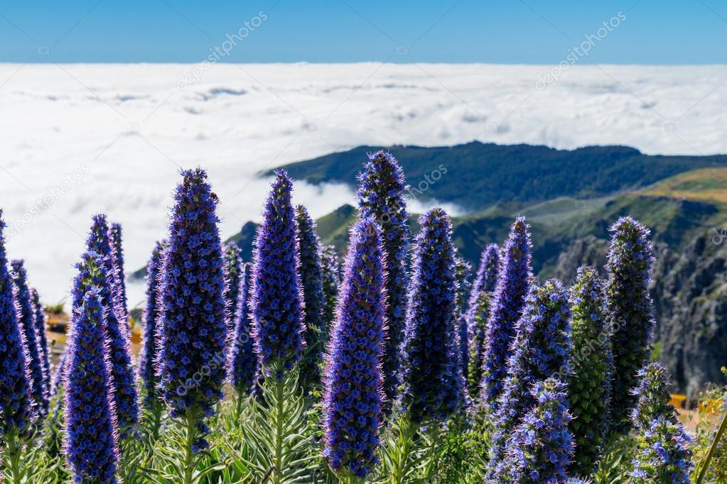 Pride of Madeira flowers