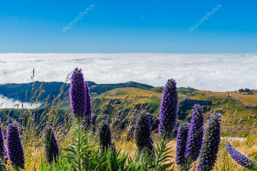 Pride of Madeira flowers Stock Photo by ©DaLiu 127332064